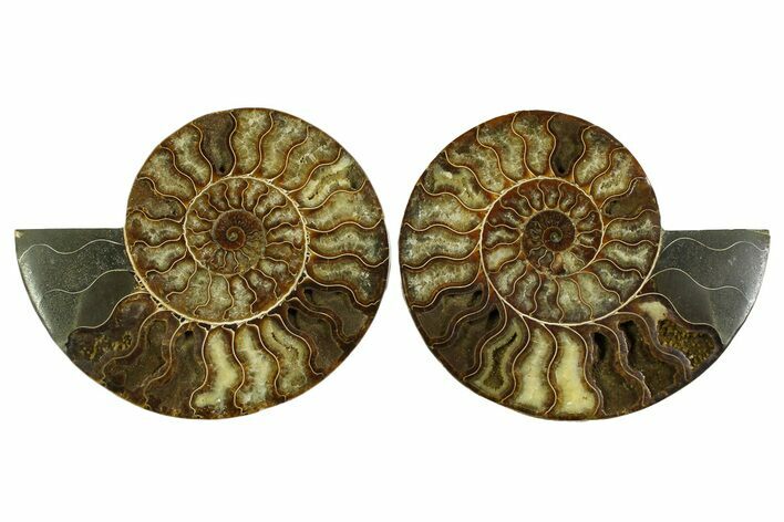 Large Cut & Polished Ammonite Fossil - Madagasar #359526